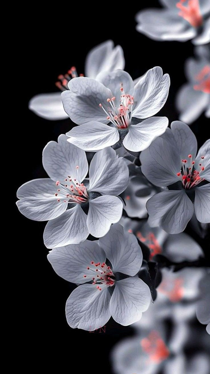 Tableaux Décoratifs Maroc: Fleur Ressemblant à Sakura