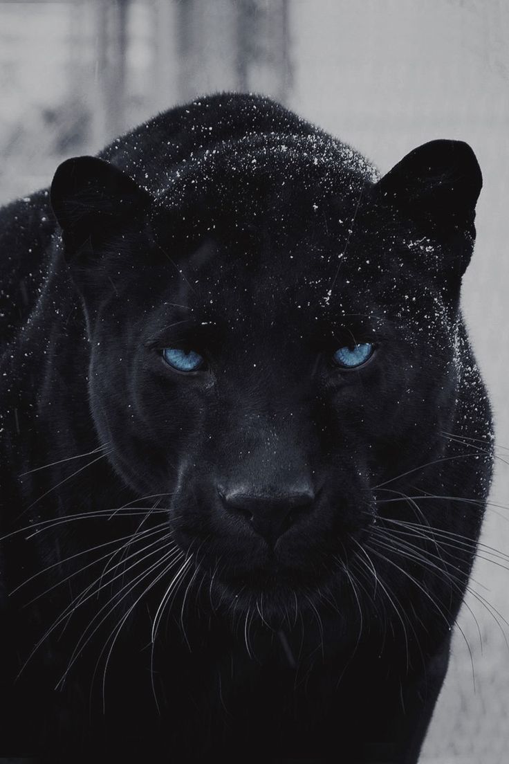« Obsidian Gaze » - Impression d'art Black Panther 