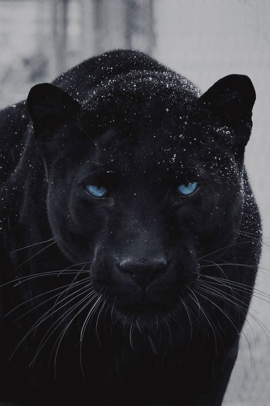 « Obsidian Gaze » - Impression d'art Black Panther 