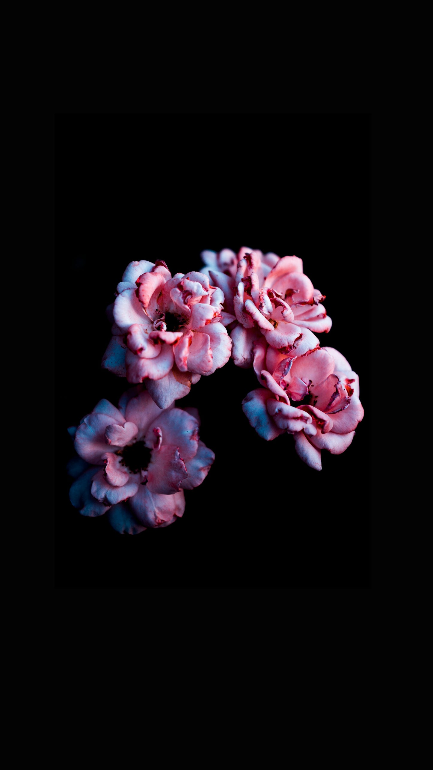 Rosier Polyantha