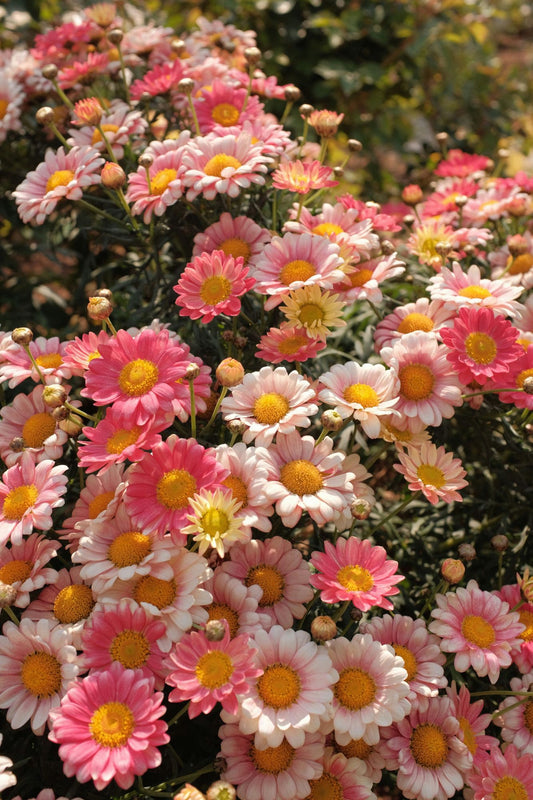 Tableau décoratif maroc Bellis perennis