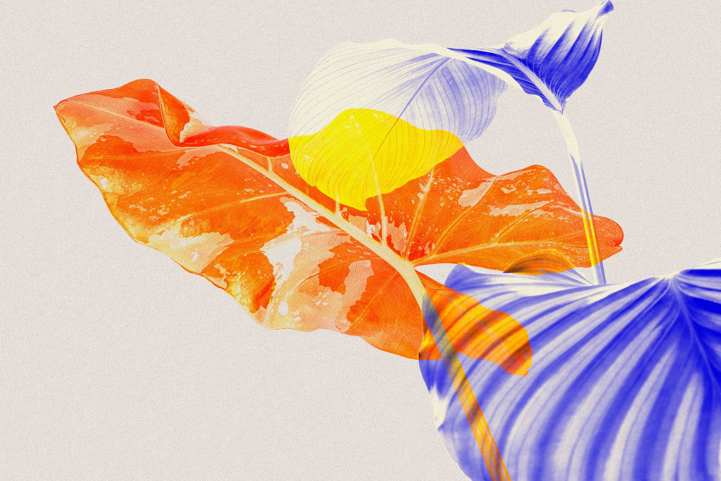 feuilles en orange