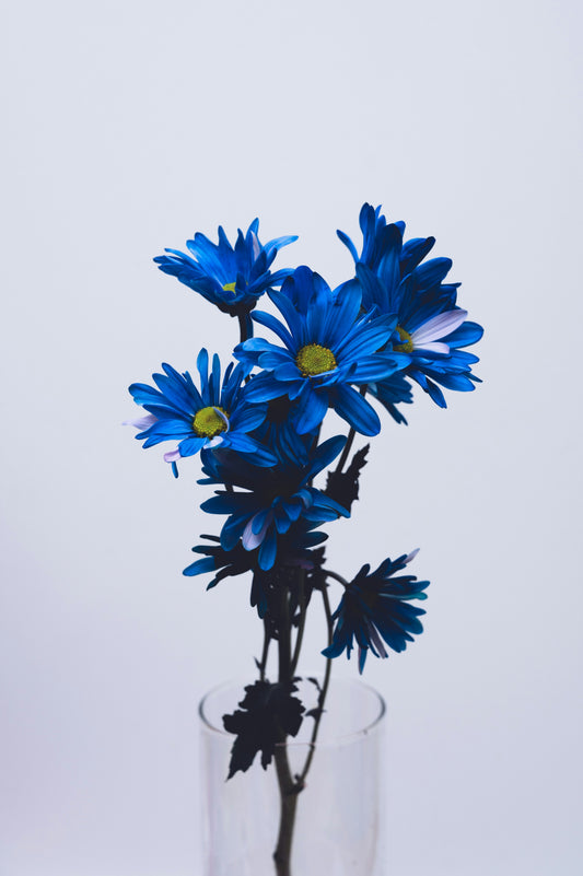 Marguerite